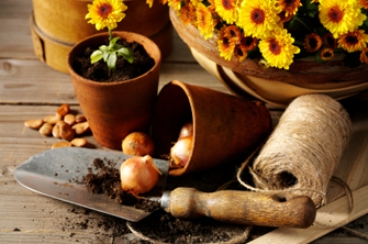 Essential Fall Gardening Tips to Get a Head Start Next Spring